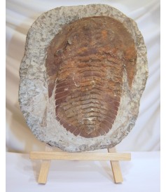 Trilobite sur Matrice (250x200mm)