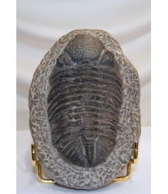 Trilobite Phacops sur matrice (x160x110mm)