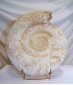 Ammonites Acanthocéras (env 210mm)