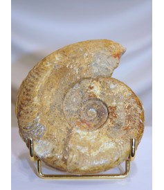 Ammonites (petites)